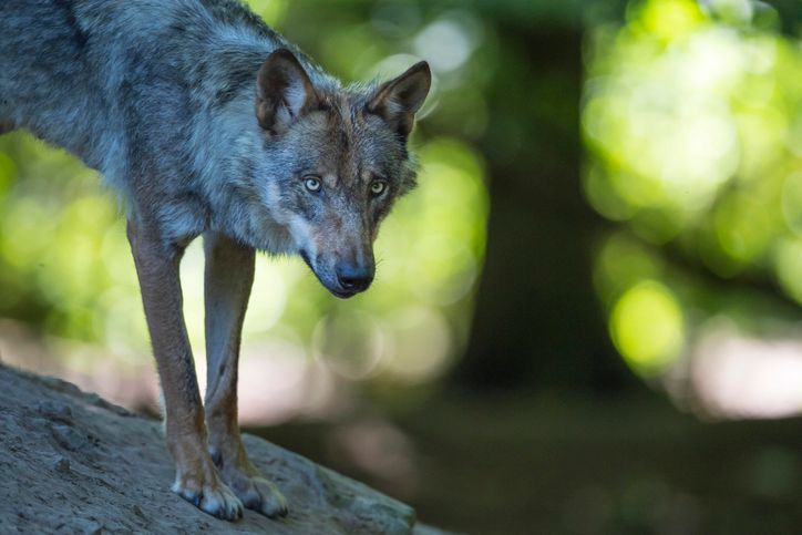 Wolf-verletzte-Frau-in-Hamburg-jetzt-l-uft-er-wieder-frei