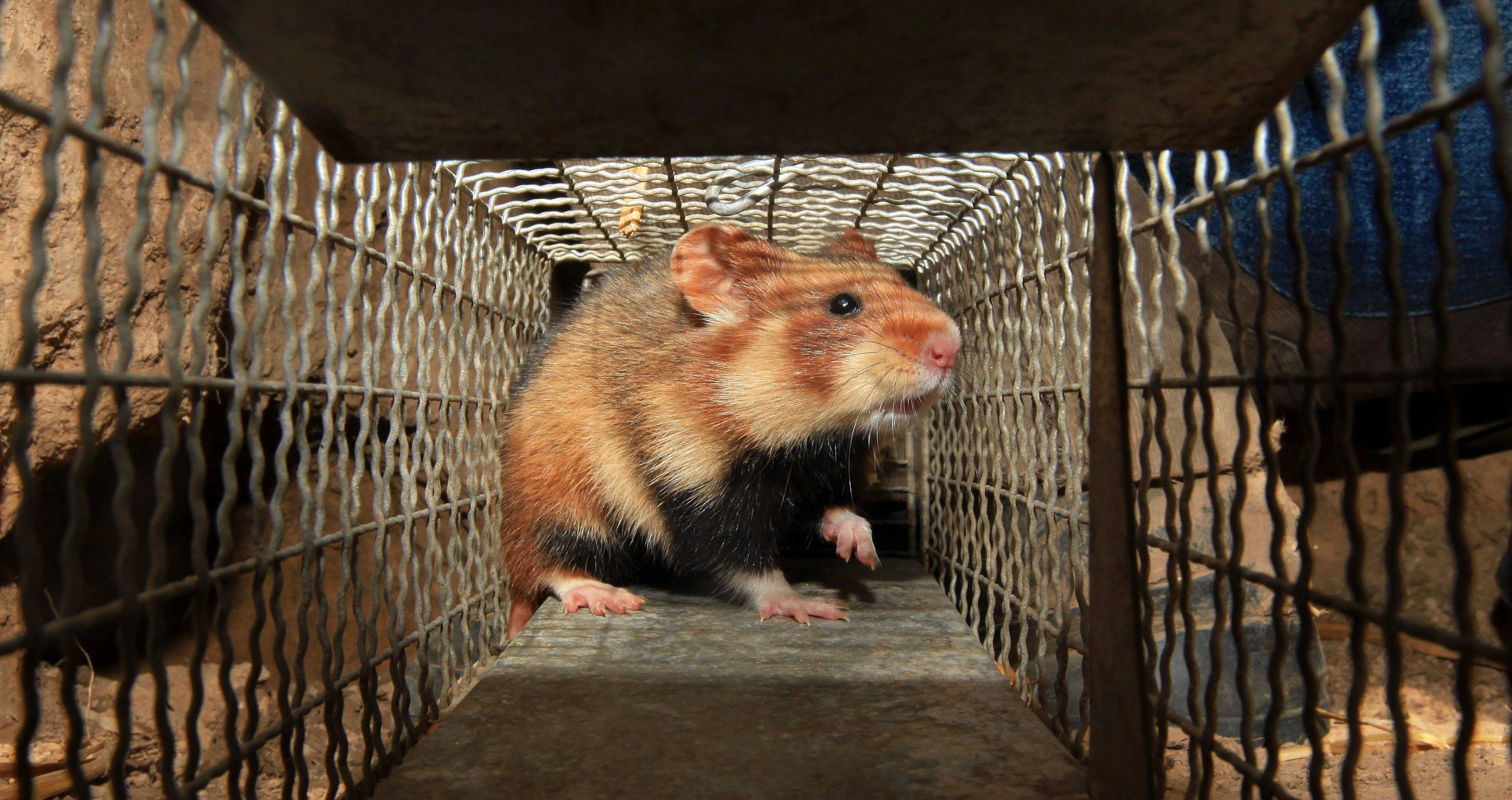 30-000-Euro-Steuergeld-f-r-Hamster-Umzug-in-Wien